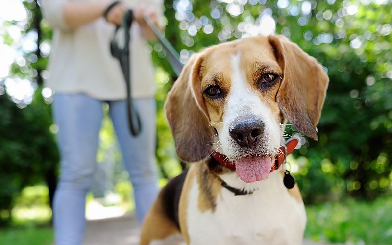 Dog walker walking a beagle can be a strong candidate for veterinary hiring.