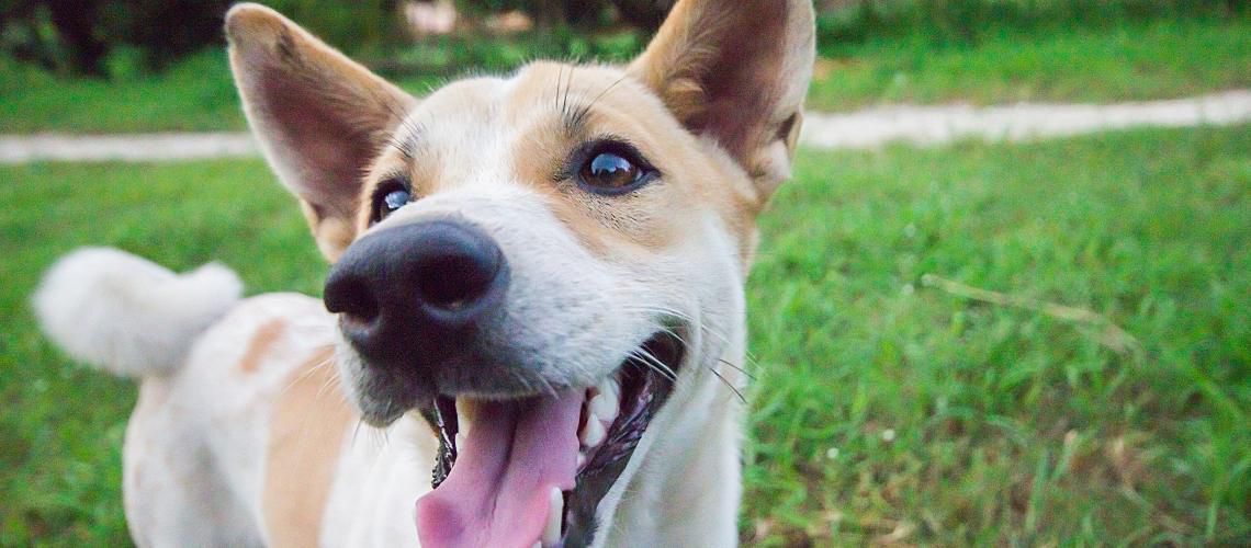 Closeup of smiling dog standing on grass.