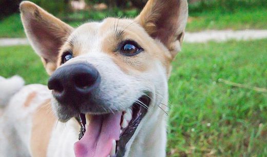 Closeup of smiling dog standing on grass.