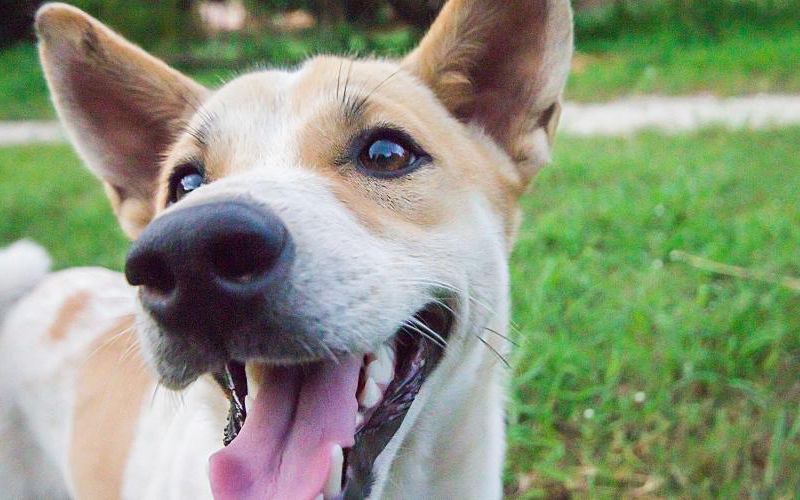 Closeup of smiling dog standing on grass.