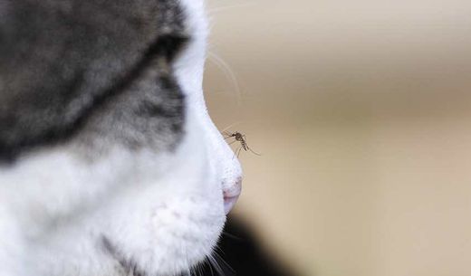 A close-up image of a mosquito perched on the nose of a domestic cat