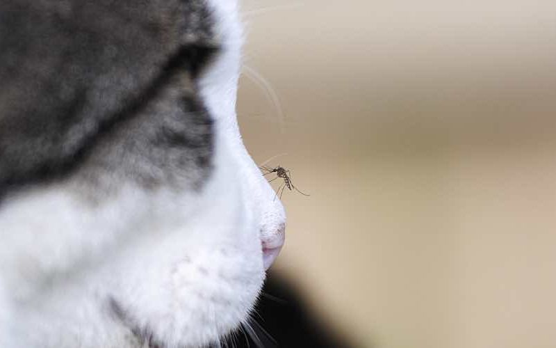 A close-up image of a mosquito perched on the nose of a domestic cat