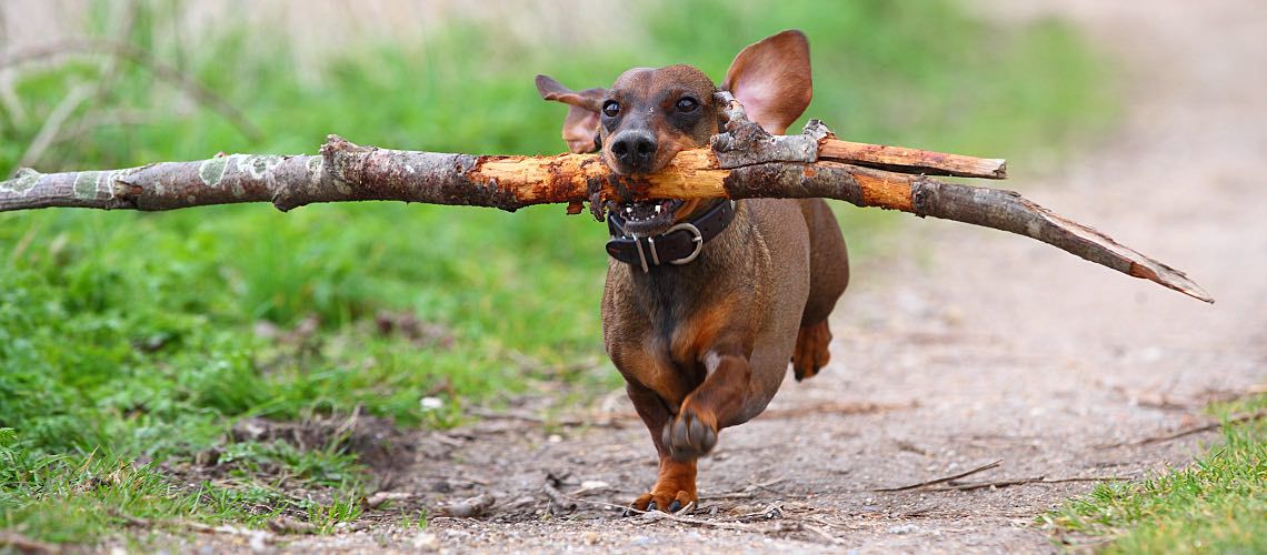 Happy dog running with a stick.