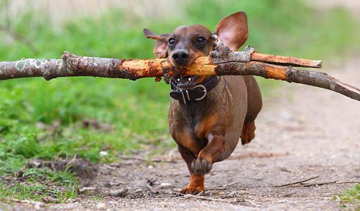 Happy dog running with a stick.