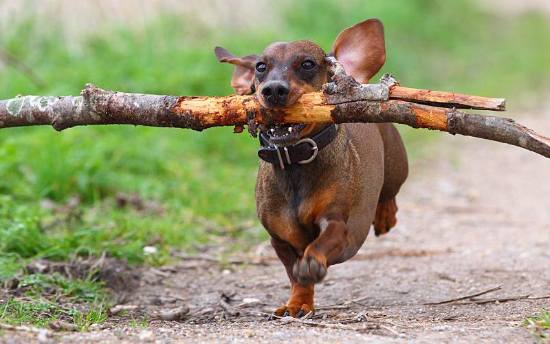 Happy dog running with a stick.