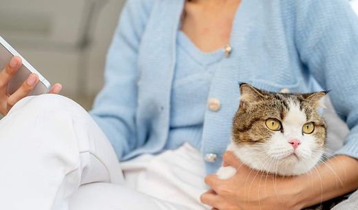 A woman sitting on a sofa is looking at her email with a cat by her side.