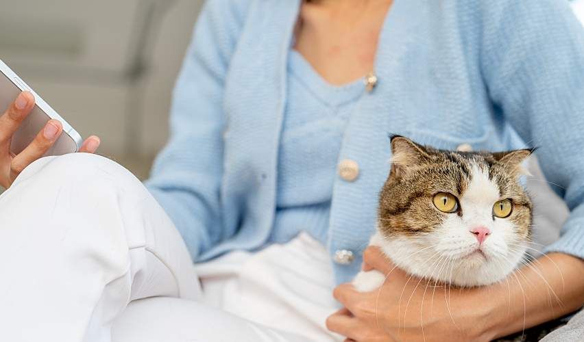A woman sitting on a sofa is looking at her email with a cat by her side.