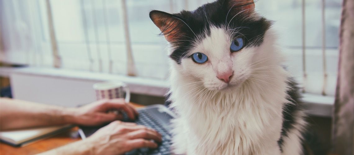 Cat sitting on desk.