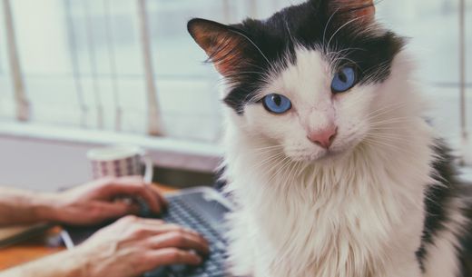 Cat sitting on desk.