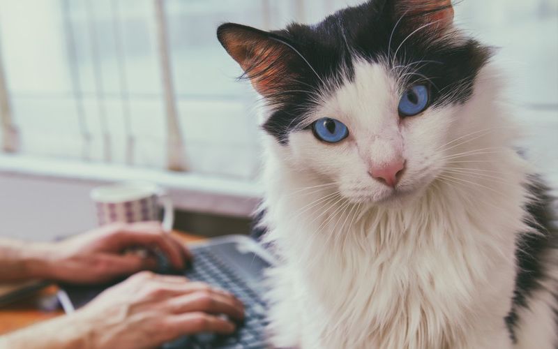 Cat sitting on desk.