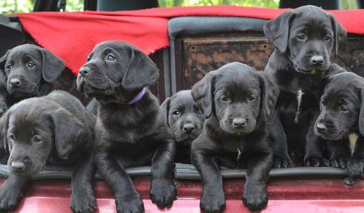 Group of black Labrador puppies.