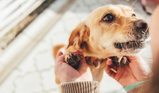 Dog looking up at owner.