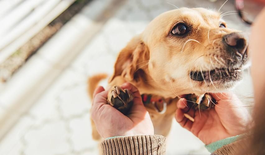 Dog looking up at owner.