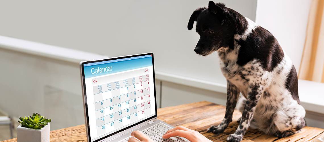 Dog looks at calendar on computer.