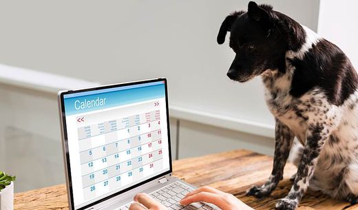 Dog looks at calendar on computer.