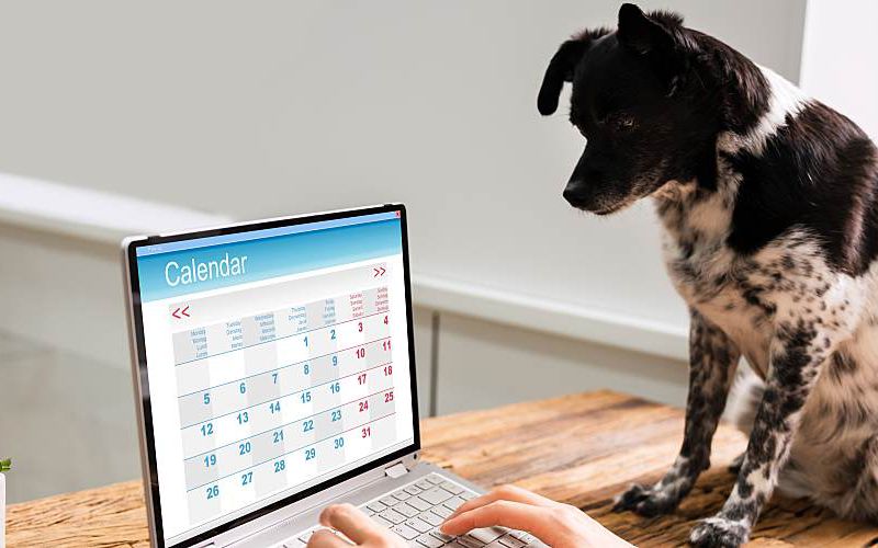 Dog looks at calendar on computer.