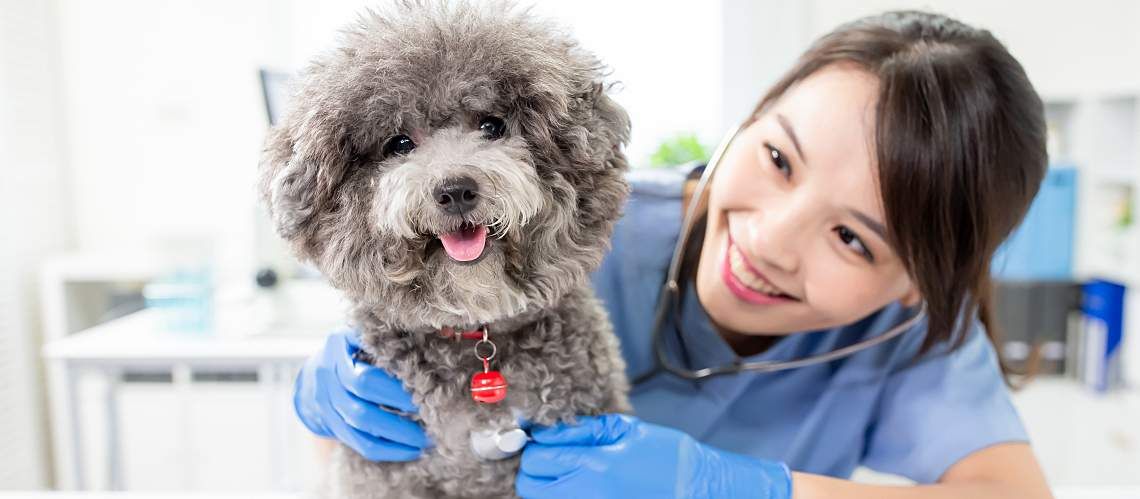 A young, female veterinarian smiles as she examines a small dog.