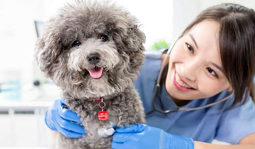 A young, female veterinarian smiles as she examines a small dog.