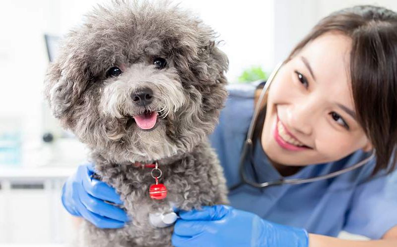 A young, female veterinarian smiles as she examines a small dog.