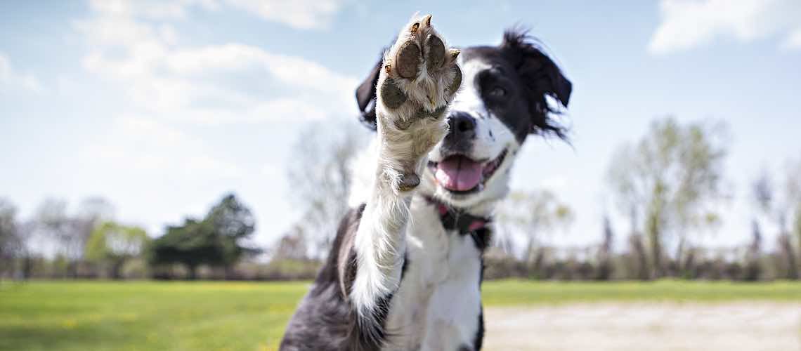 Dog giving a high five about veterinary preventive care.