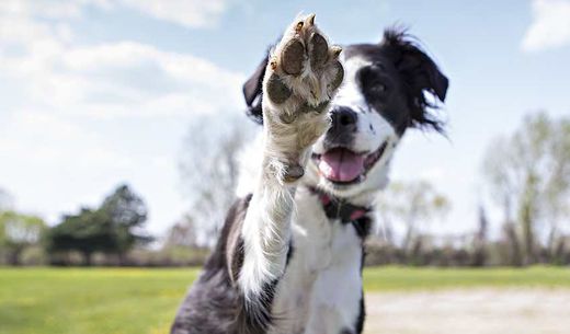 Dog giving a high five about veterinary preventive care.