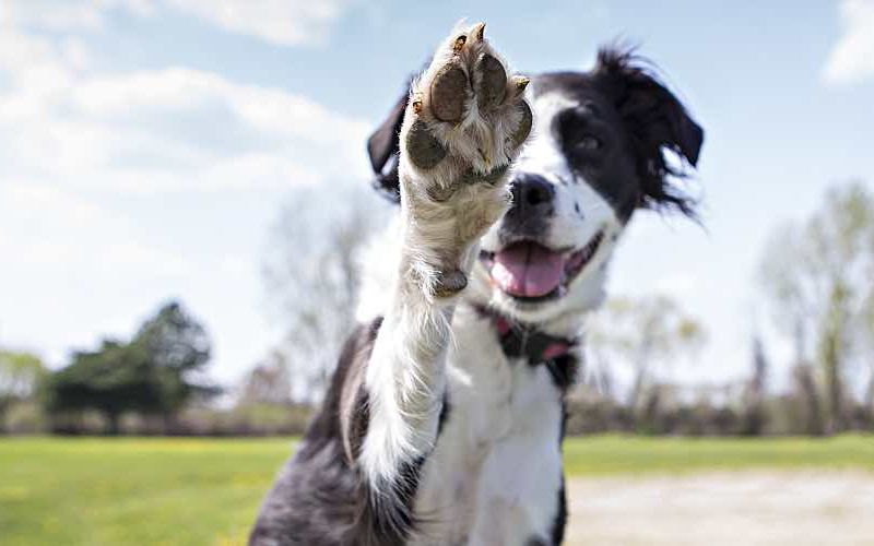Dog giving a high five about veterinary preventive care.