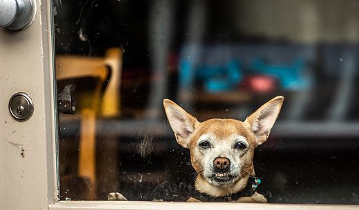 Cute small dog looking through door.