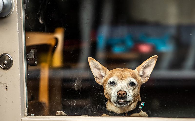 Cute small dog looking through door.