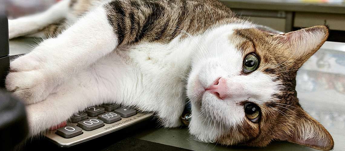 Cat lays on calculator.