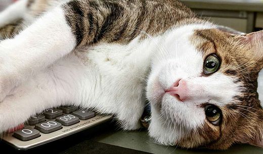 Cat lays on calculator.