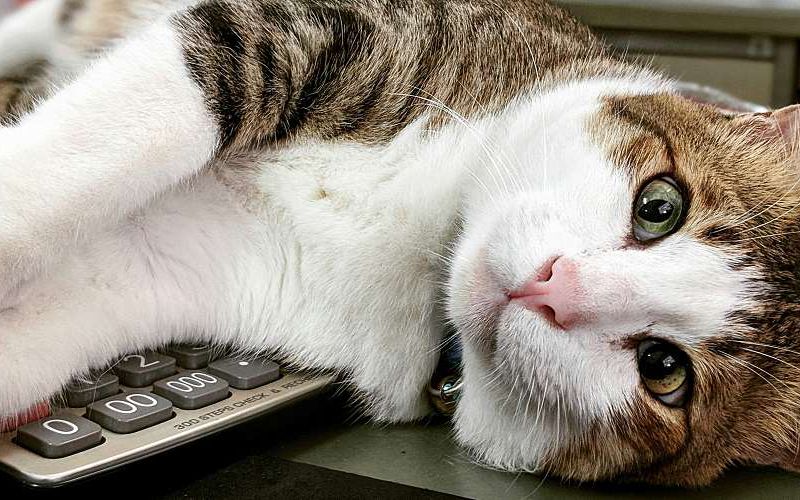 Cat lays on calculator.