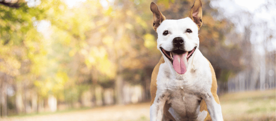 Closeup of dog smiling.