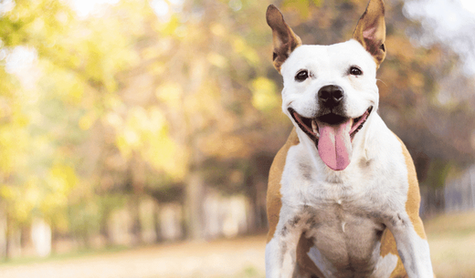 Closeup of dog smiling.