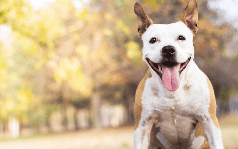 Closeup of dog smiling.