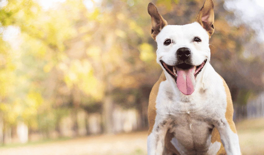 Closeup of dog smiling.