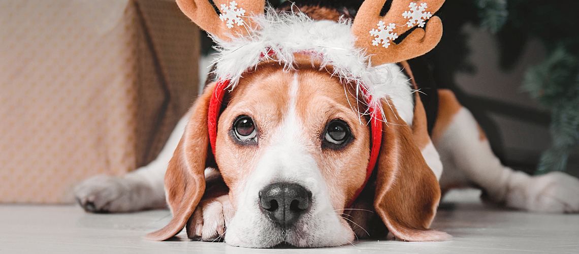 Beagle wearing a holiday hat.