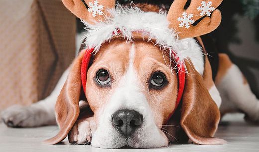 Beagle wearing a holiday hat.