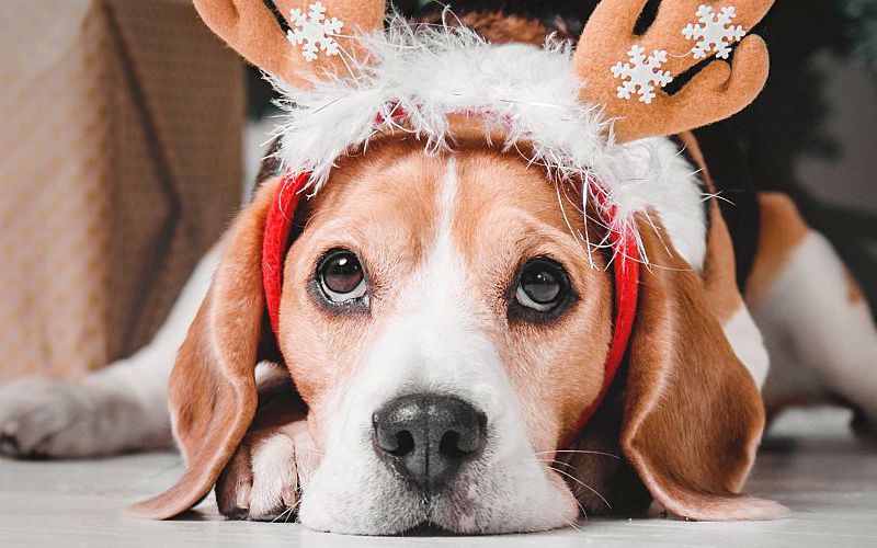 Beagle wearing a holiday hat.