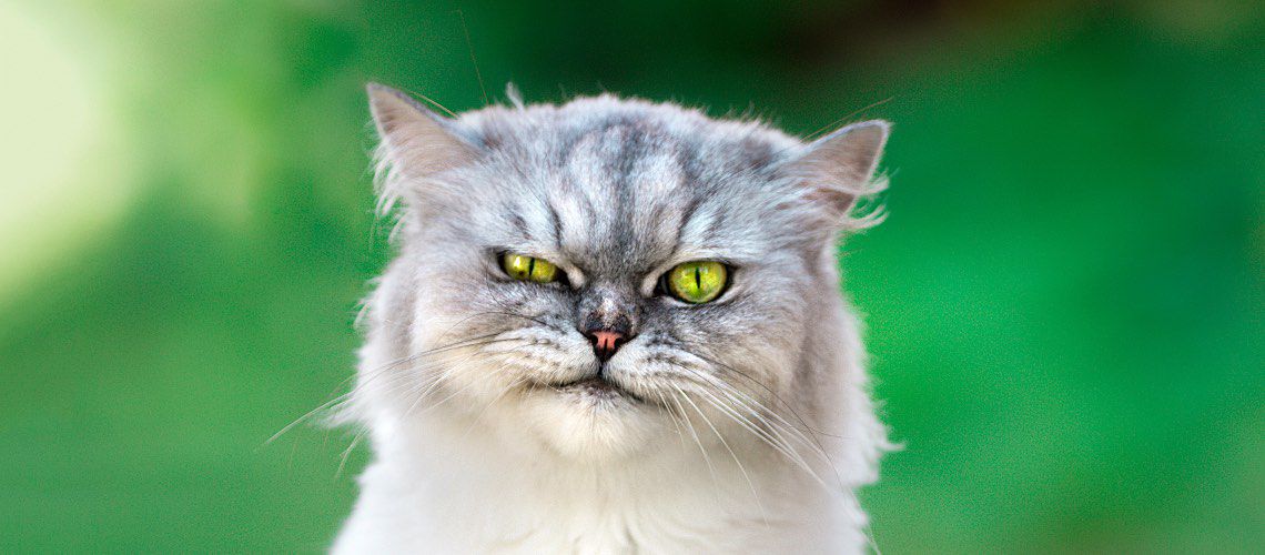 A long-haired, grumpy-looking gray cat with green eyes glares at the camera.