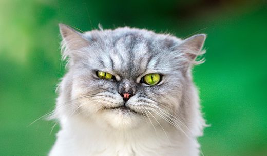 A long-haired, grumpy-looking gray cat with green eyes glares at the camera.