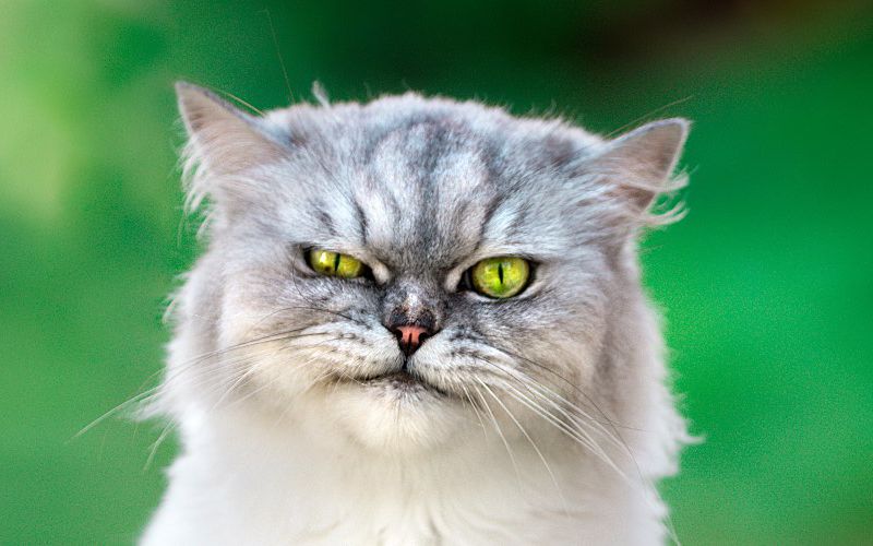 A long-haired, grumpy-looking gray cat with green eyes glares at the camera.
