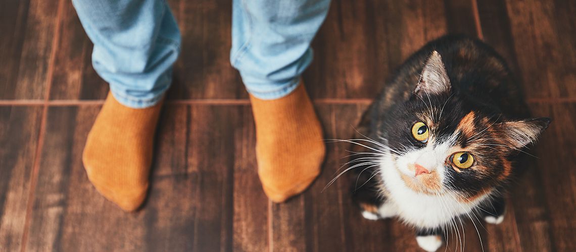 Cat looking up at the camera on a wooden floor with orange socks in the background.