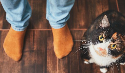 Cat looking up at the camera on a wooden floor with orange socks in the background.