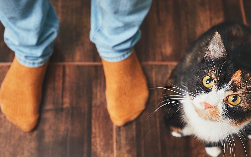 Cat looking up at the camera on a wooden floor with orange socks in the background.