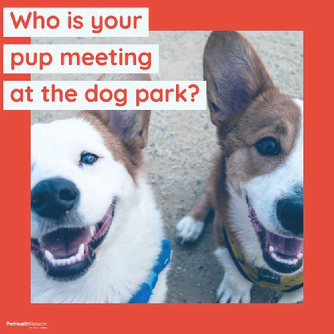 Social media post about a study on parasites found at dog parks.