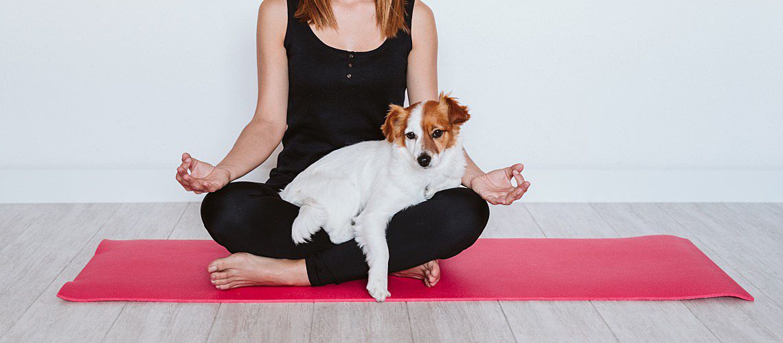Woman meditating with Jack Russell Terrier on her lap