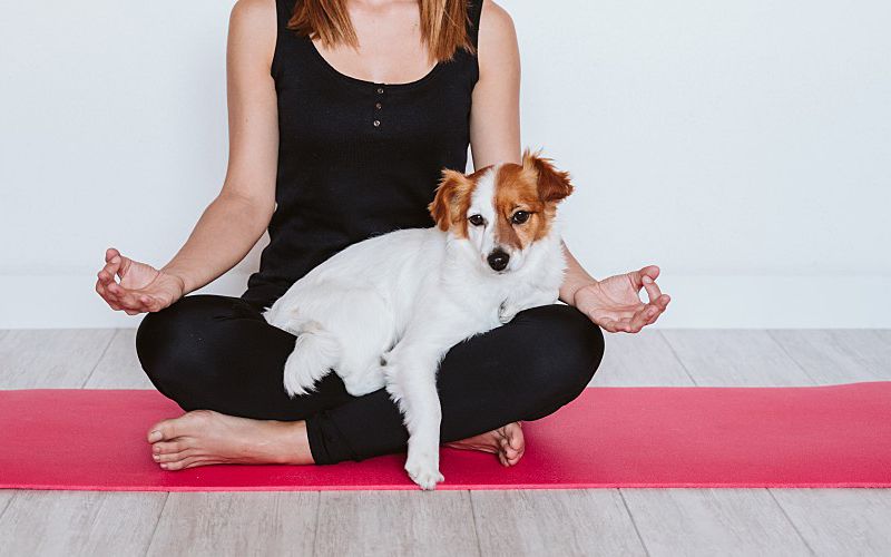 Woman meditating with Jack Russell Terrier on her lap