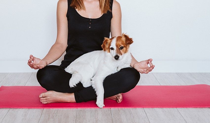 Woman meditating with Jack Russell Terrier on her lap