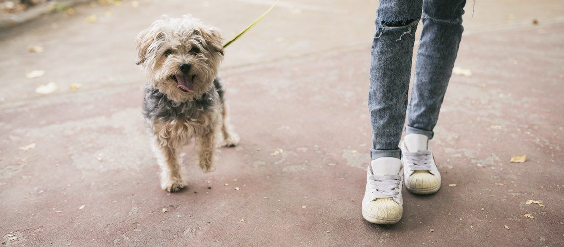 Veterinary client waiting for curbside check-in.