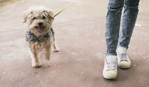 Veterinary client waiting for curbside check-in.